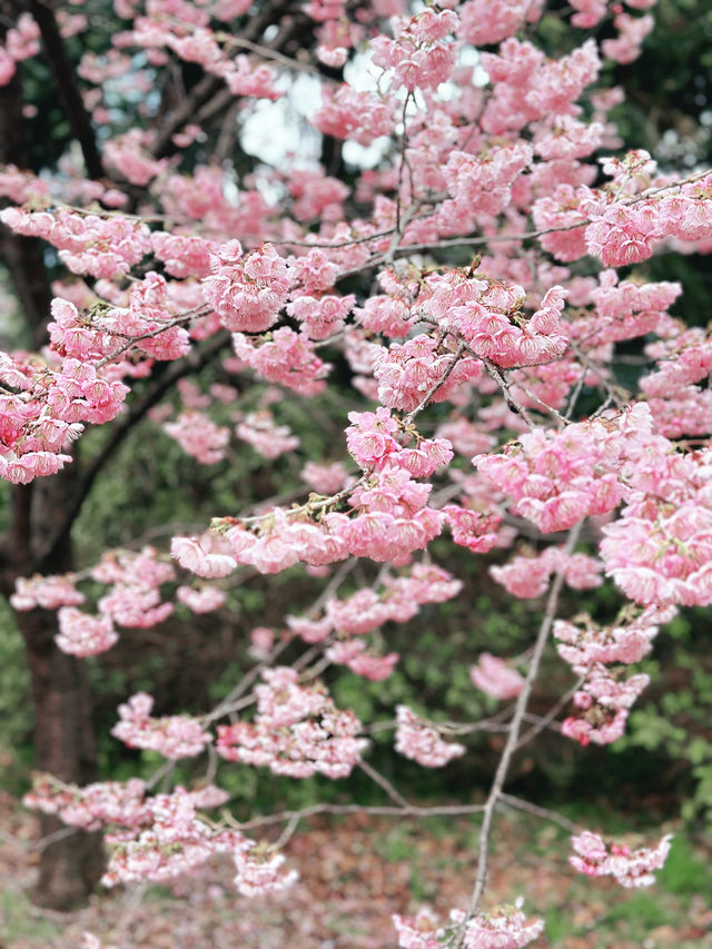 🌸 Sakura Blooming at Shinjuku Gyoen National Garden 🌸