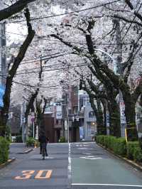 【東京】行かなきゃそんな‼️桜のトンネルを歩こう🚶‍♀️※周辺観光情報付き