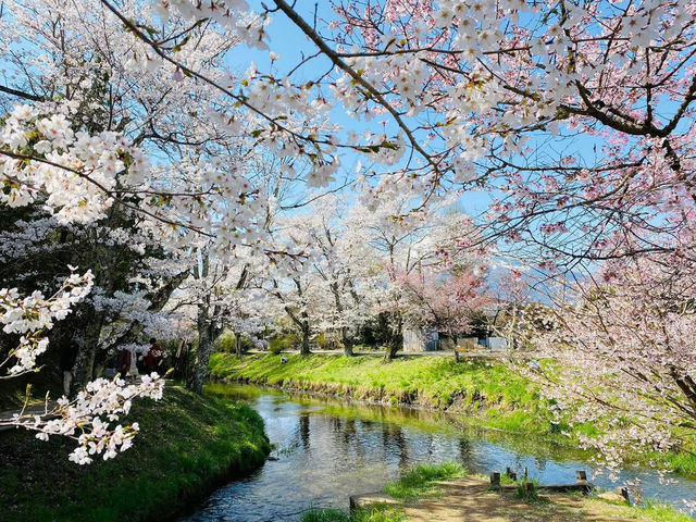Chasing Sakura at Oshino Hakkai Village