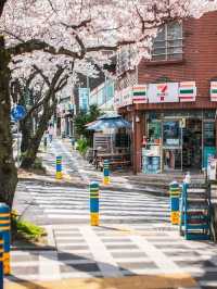 Chasing Sakura at Jeongnong-ro Jeju
