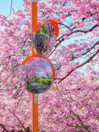 Chasing Sakura in Japan 🌸
