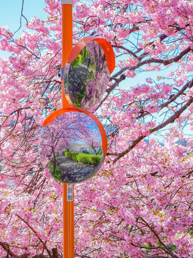 Chasing Sakura in Japan 🌸