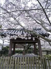 【愛媛】行かなきゃ損‼️天守閣と桜の絶景🌸歴史と春を満喫！