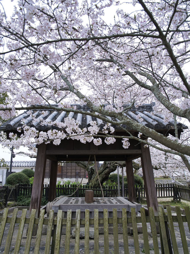 【愛媛】行かなきゃ損‼️天守閣と桜の絶景🌸歴史と春を満喫！