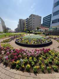 Full Bloom! Spring at Oyokogawa Shinsui Park🌷