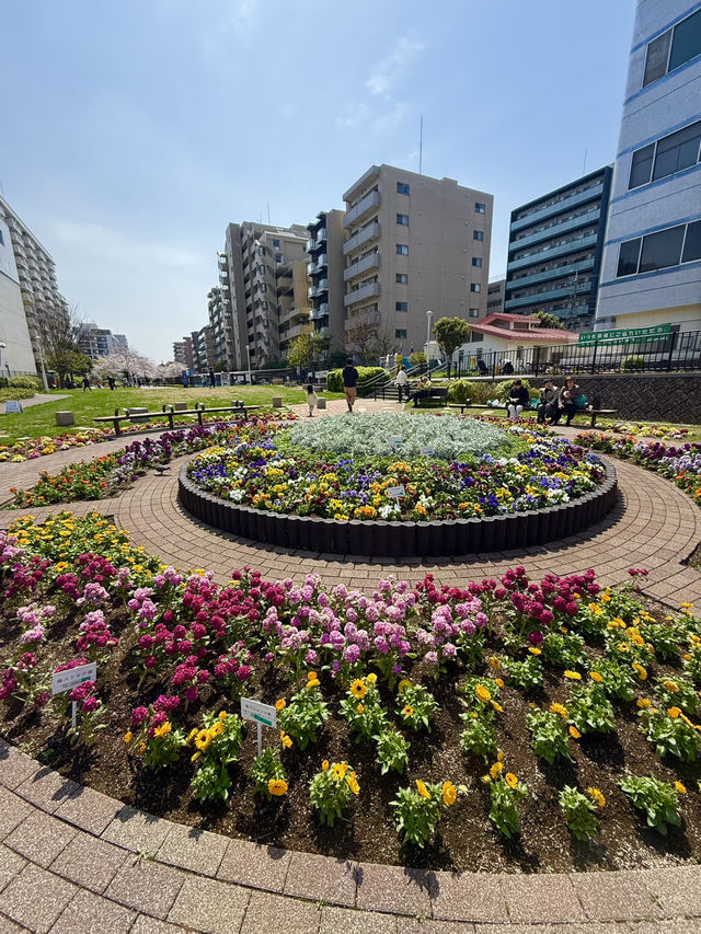 Full Bloom! Spring at Oyokogawa Shinsui Park🌷