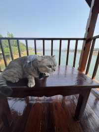 รีสอรท์ในสังขละบุรี ต้อนรับน้องแมว 