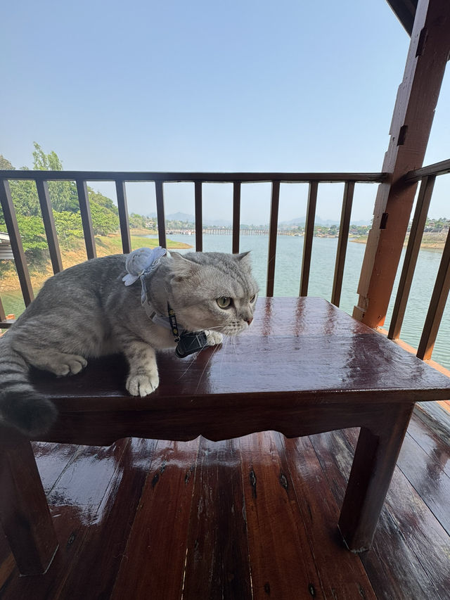 รีสอรท์ในสังขละบุรี ต้อนรับน้องแมว 