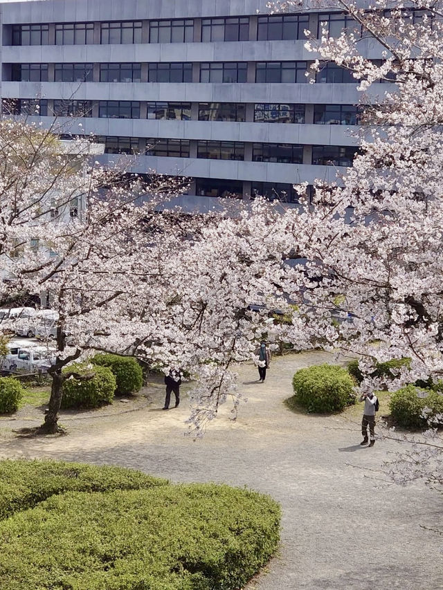 Cherry Blossoms in Full Bloom: Spring at Hamamatsu Castle