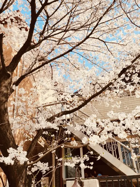 Cherry Blossom Immersion: Yeonnamdong's Floral Viewing Haven