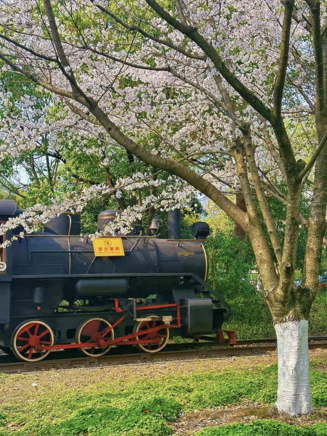 Hangzhou in Bloom: My Favorite Cherry Blossom Spots 🌸