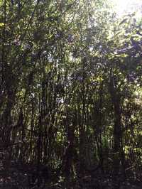 【鎌倉アルプス:北鎌倉・山之内・今泉の秘境から二階堂まで。散在ヶ池公園・陰陽滝・天園ハイキングコース 】