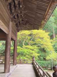 Sakura in Full Bloom at Myohonji Temple⛩️