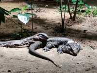 #珍珠野生動物園（Vinpearl Safari Phu Quoc）-越南富國島