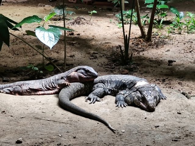 #珍珠野生動物園（Vinpearl Safari Phu Quoc）-越南富國島