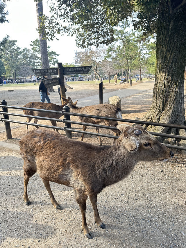 เที่ยวหาน้องกวาง 🦌 ที่เมืองนารา 🇯🇵