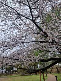 Sakura in grandberry park!!