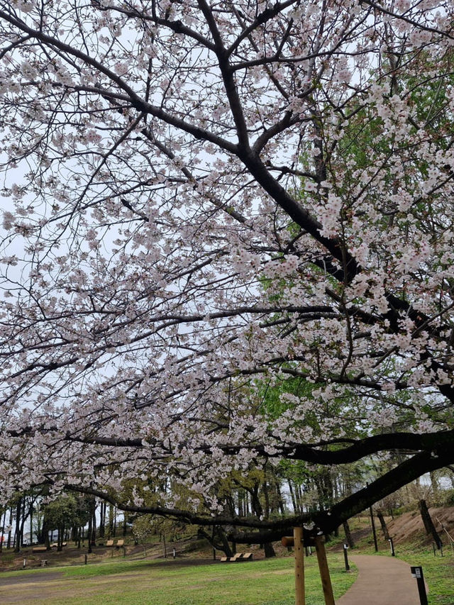 Sakura in grandberry park!!