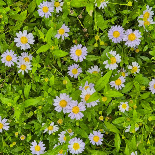  ที่พักสุดโรแมนติก #เขาใหญ่  Vibes ดีสุดๆ 🤍🌸🍃