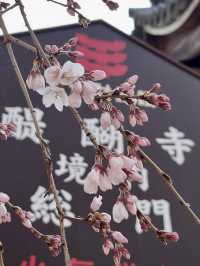Weeping Cherry Blossoms at Daigo-ji Temple 🌸