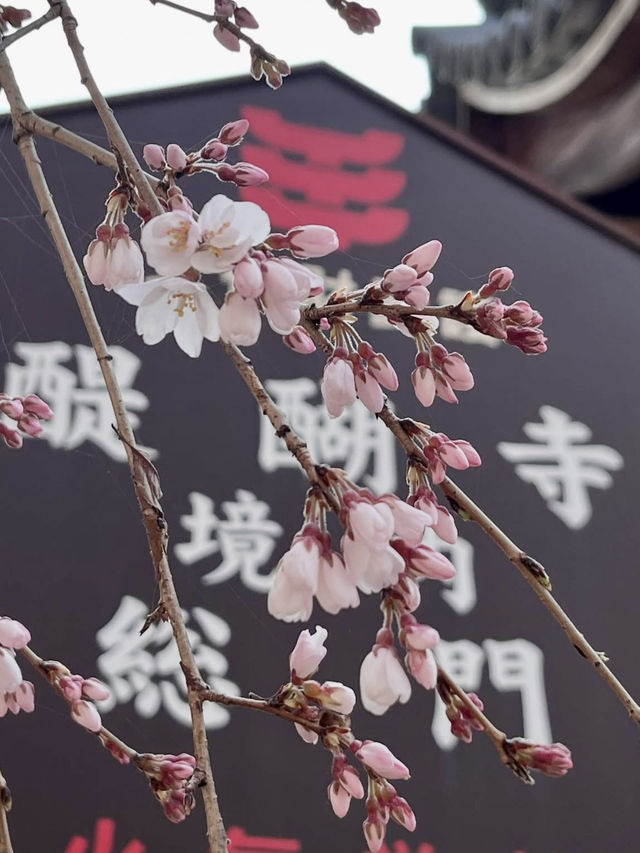 Weeping Cherry Blossoms at Daigo-ji Temple 🌸