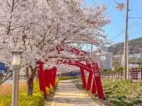 보성 벚꽃 명소