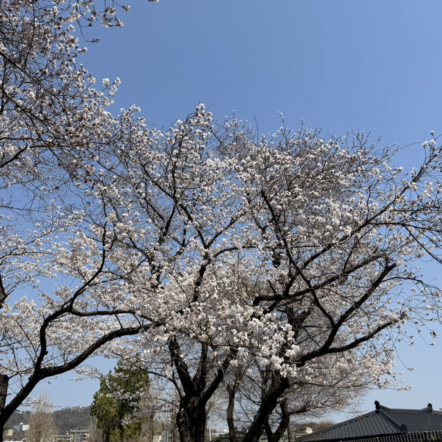 벚꽃이 예쁜 정독도서관