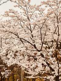 The Green Promise: Dasan Park's Spring Pledge of Rebirth 