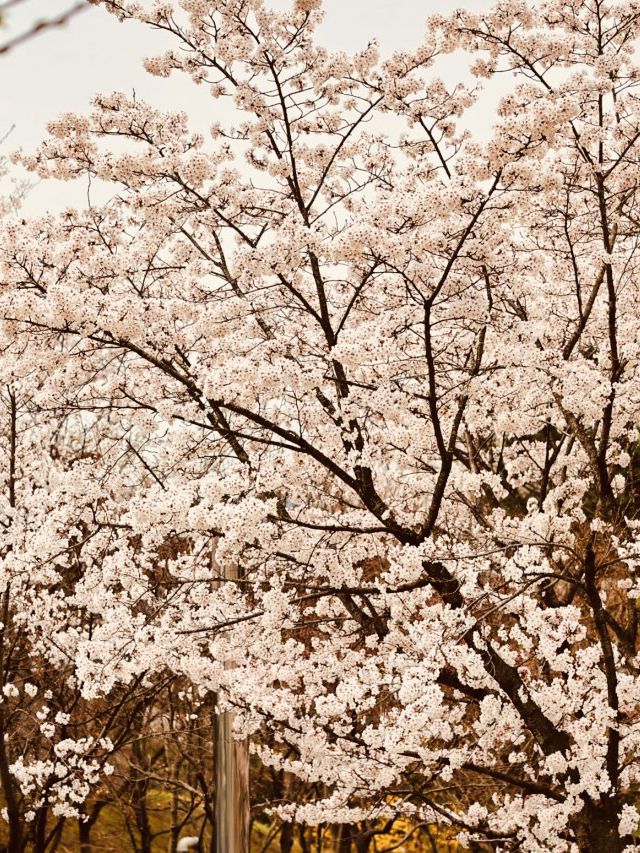 The Green Promise: Dasan Park's Spring Pledge of Rebirth 