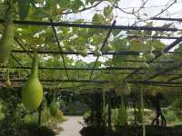 [🇯🇵京都] 緑に包まれる癒しの時間―京都府立植物園で感じる自然の息吹