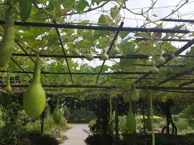 [🇯🇵京都] 緑に包まれる癒しの時間―京都府立植物園で感じる自然の息吹