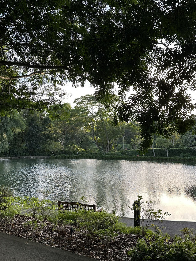 싱가포르 도심 한 가운데 숲속🌳 보태닉 가든 