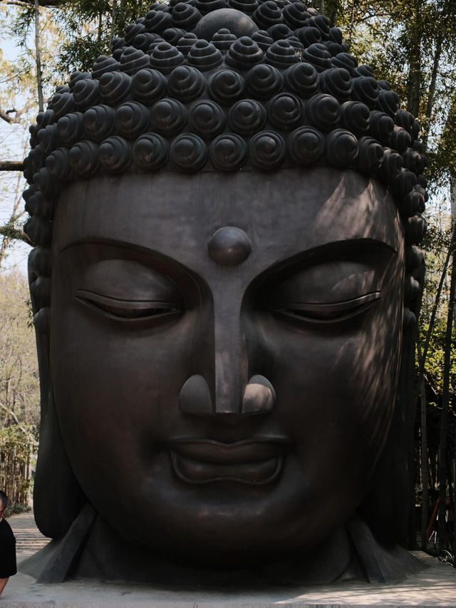Verdant Serenity: Discovering Hangzhou Botanical Garden