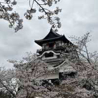 犬山城：櫻花簇擁的古城之美 🏯🌸