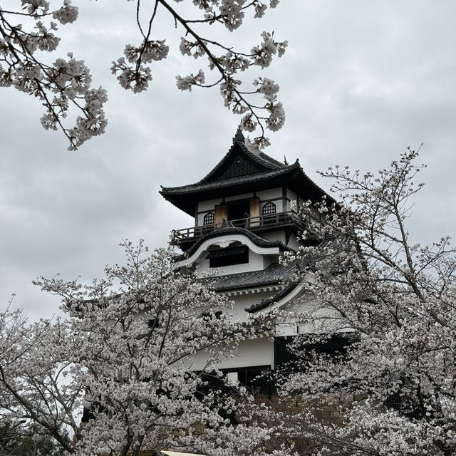 犬山城：櫻花簇擁的古城之美 🏯🌸