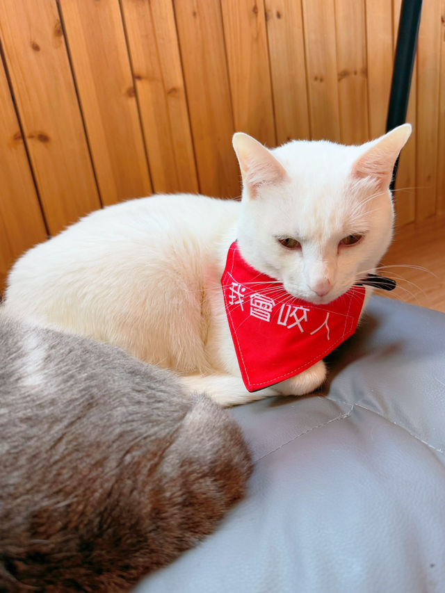 必去貓cafe❤️