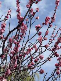 Matsumoto castle cherry blossom @ Matsumoto