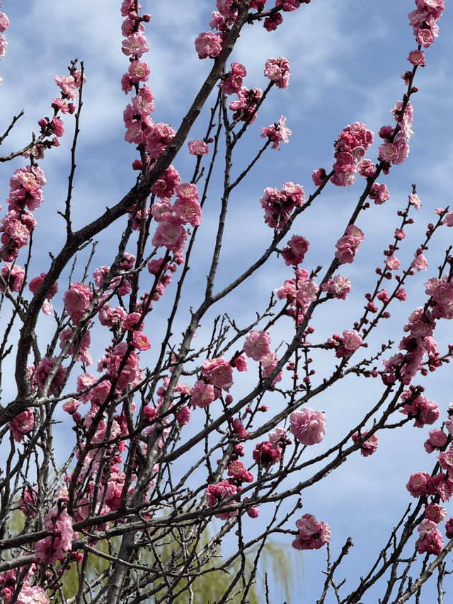 Matsumoto castle cherry blossom @ Matsumoto