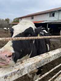 Cute cows and best milk ice cream ever!