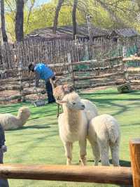 Chaoyang Park– Beijing's Vibrant Urban Oasis