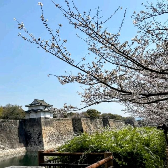 大阪城賞櫻，西之丸庭園與天狩閣的櫻花絕景