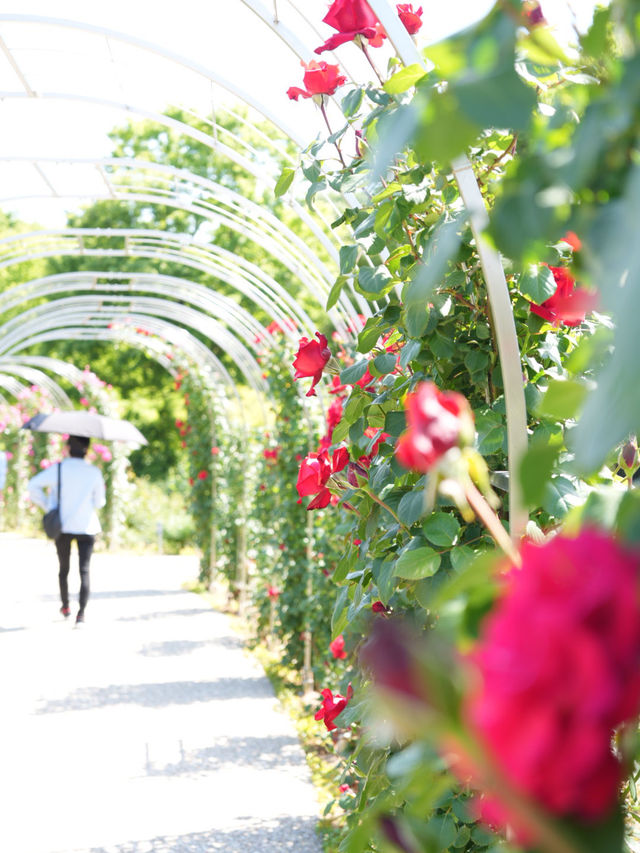 【岐阜】ローズテラスとバラ回廊 四季咲きの薔薇と山々の景色