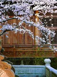 Puyuan Ancient Town Cherry Blossoms – A Timeless Encounter of History and Florals
