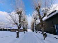 北海道旅遊🥳參觀富田農場😍免費任玩迷你雪兜場🤣刺激好玩🥰欣賞大自然雪景❄️
