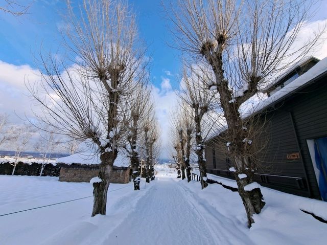北海道旅遊🥳參觀富田農場😍免費任玩迷你雪兜場🤣刺激好玩🥰欣賞大自然雪景❄️