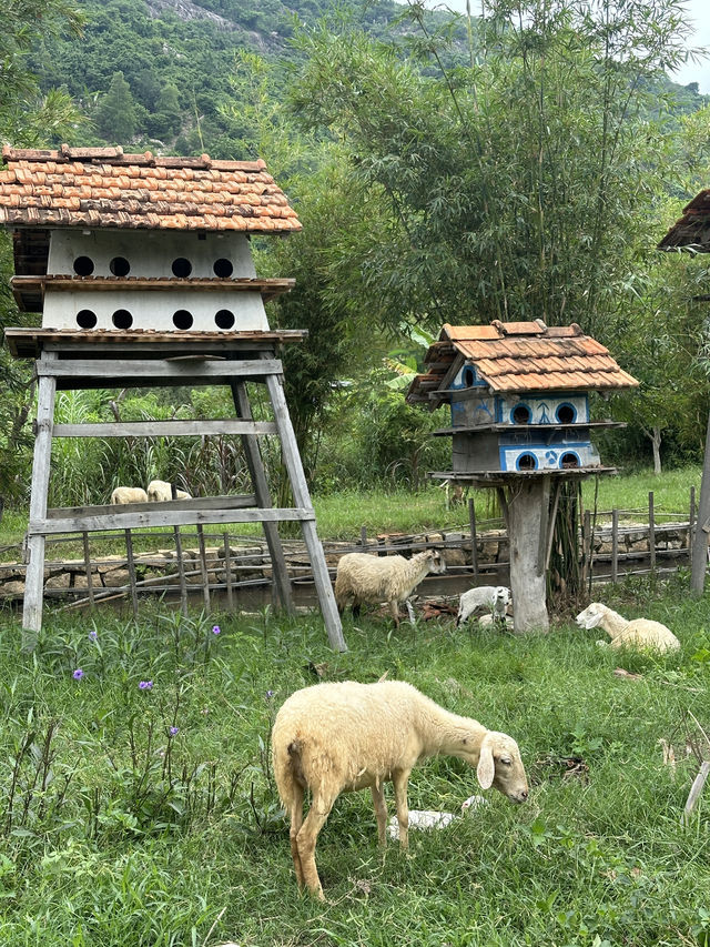 나트랑 양떼목장 🐑