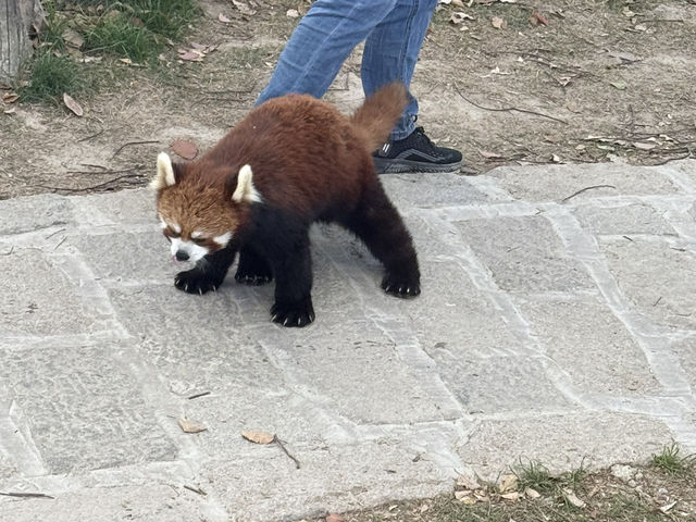 上海野生動物園優質動物園之選👍👍