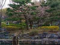 “Cherry Blossoms and Tradition at Namsangol Hanok Village”