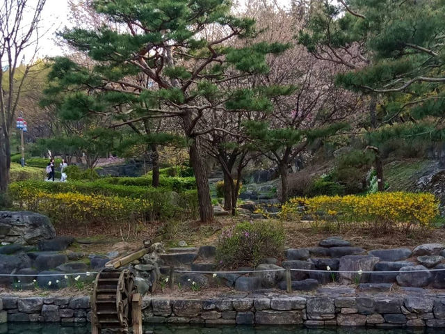 “Cherry Blossoms and Tradition at Namsangol Hanok Village”