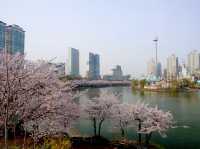 Seokchon Lake Cherry Blossoms: Seoul’s Hidden Pink Oasis